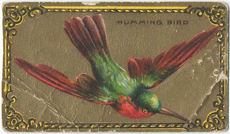 vintage hummingbird image